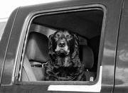 15th May 2024 - dogs in cars