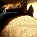 Let sleeping dogs lie.  by louday