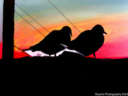 16th May 2024 - Two birds