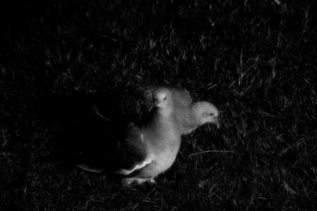 Two pigeons (after Giacomo Brunelli) by allsop
