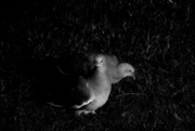 6th May 2024 - Two pigeons (after Giacomo Brunelli)