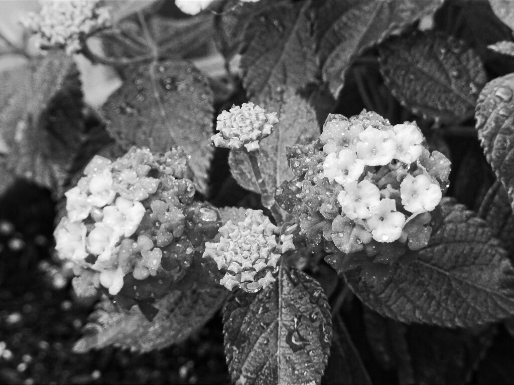 Little lantana clusters... by marlboromaam