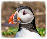 16th May 2024 - Puffin
