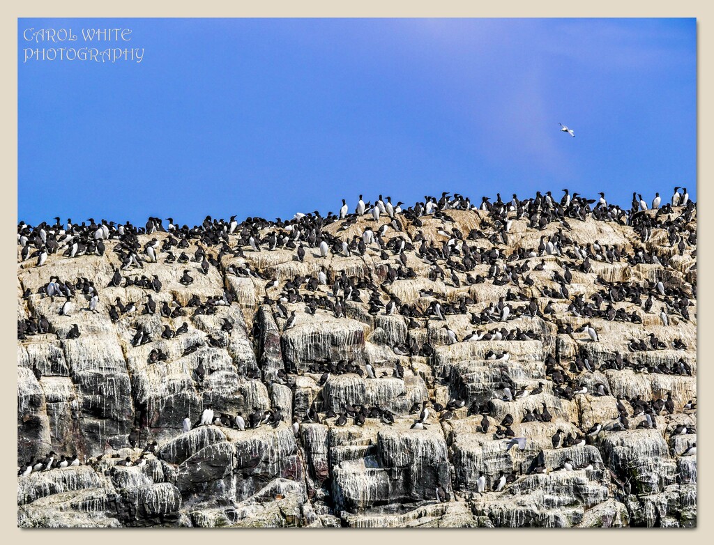 Guillemots Galore (if you feel like counting them....) by carolmw