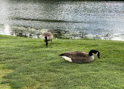 16th May 2024 - Canadian Geese