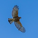 Hawk by kvphoto