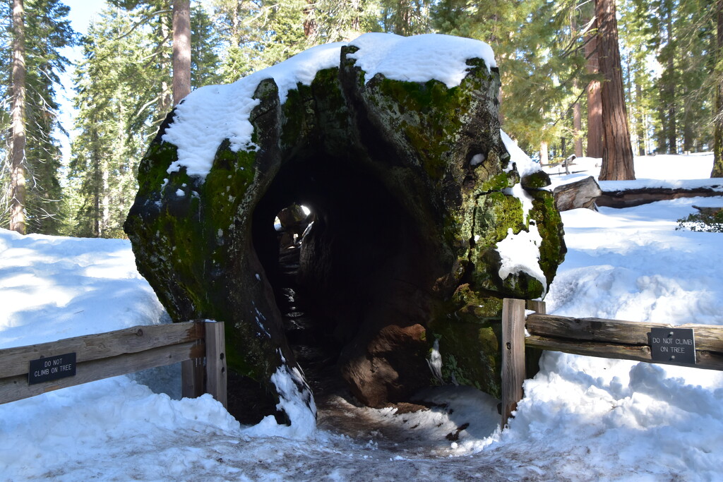 fallen Sequoia by bigdad