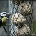 Enjoying the new suet balls