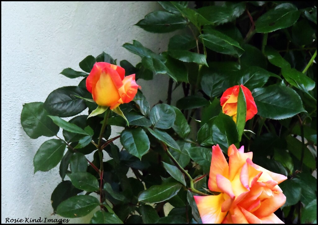 Roses in the garden by rosiekind