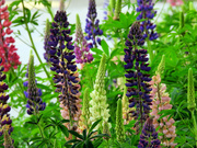 16th May 2024 - Lupine