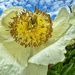 Flower and blue sky. 