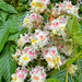 Chestnut blossoms. 