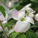 Kousa Dogwood