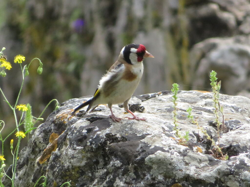 Goldfinch by felicityms