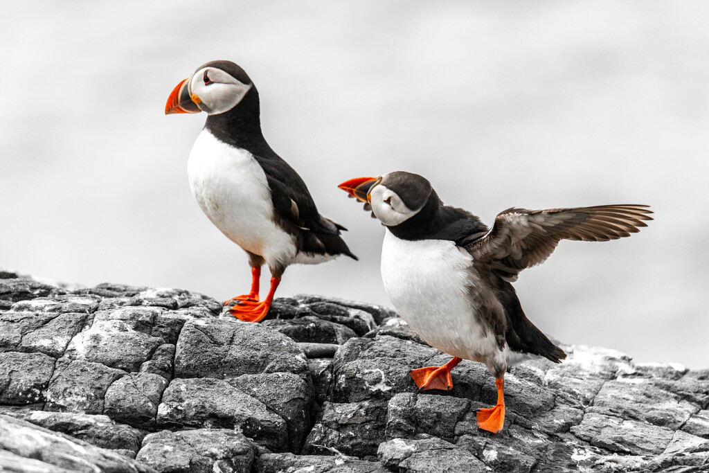 Puffins Almost Monocrhome by tonus
