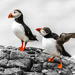 Puffins Almost Monocrhome