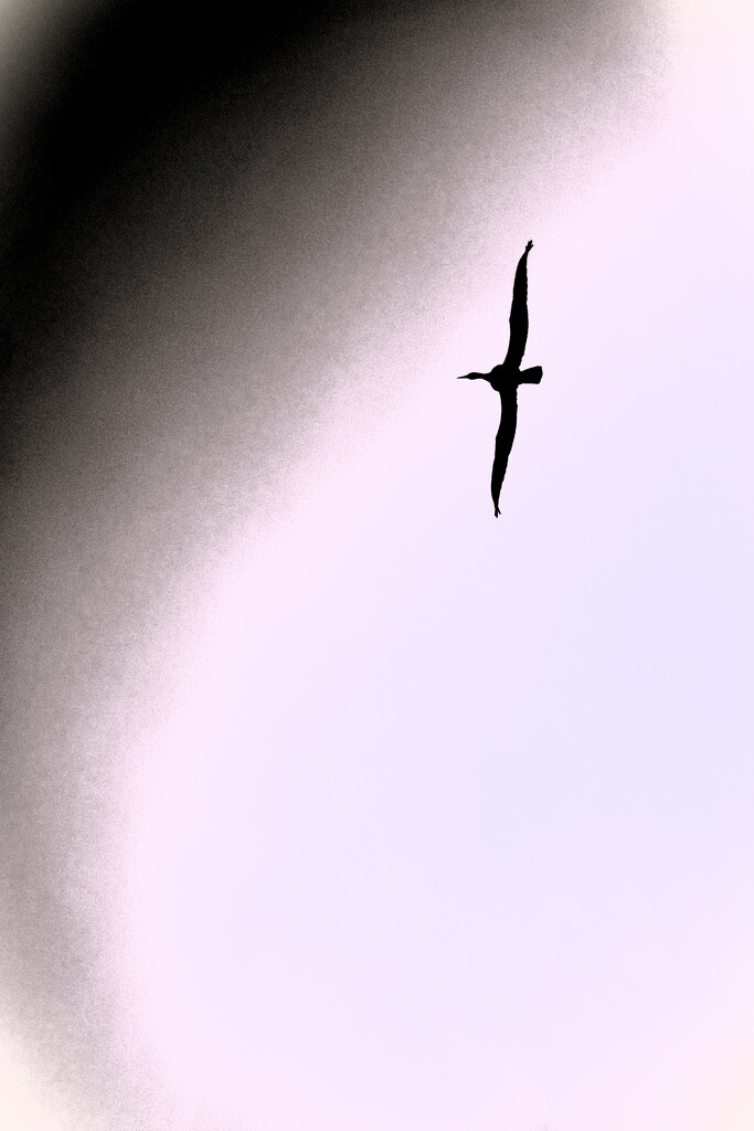 Sky Bird by photohoot
