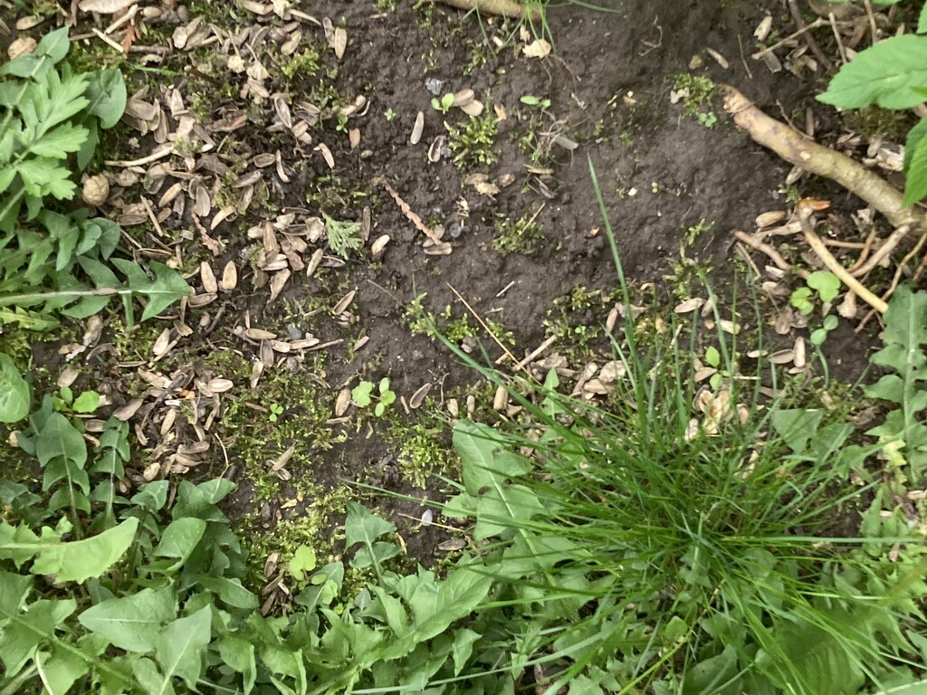 Half Dirt (Garden), Half Greenery by spanishliz