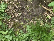 16th May 2024 - Half Dirt (Garden), Half Greenery