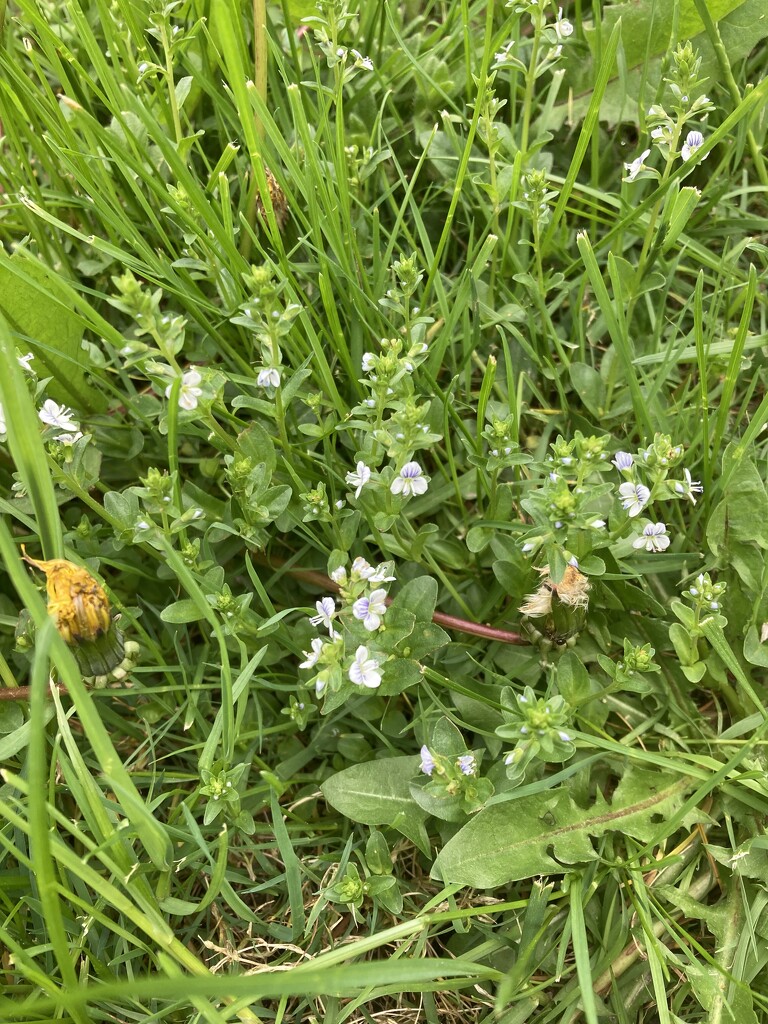 Tiny Flowers in the Grass by spanishliz