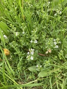 16th May 2024 - Tiny Flowers in the Grass