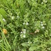 Tiny Flowers in the Grass