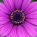 Osteospermum Flower 