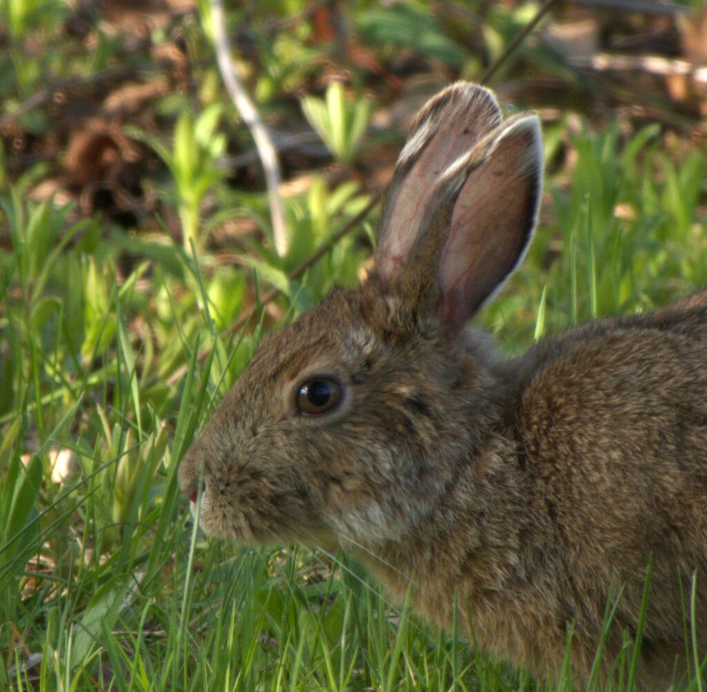 Snowshoe Hare close up by radiogirl