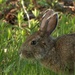 Snowshoe Hare close up by radiogirl