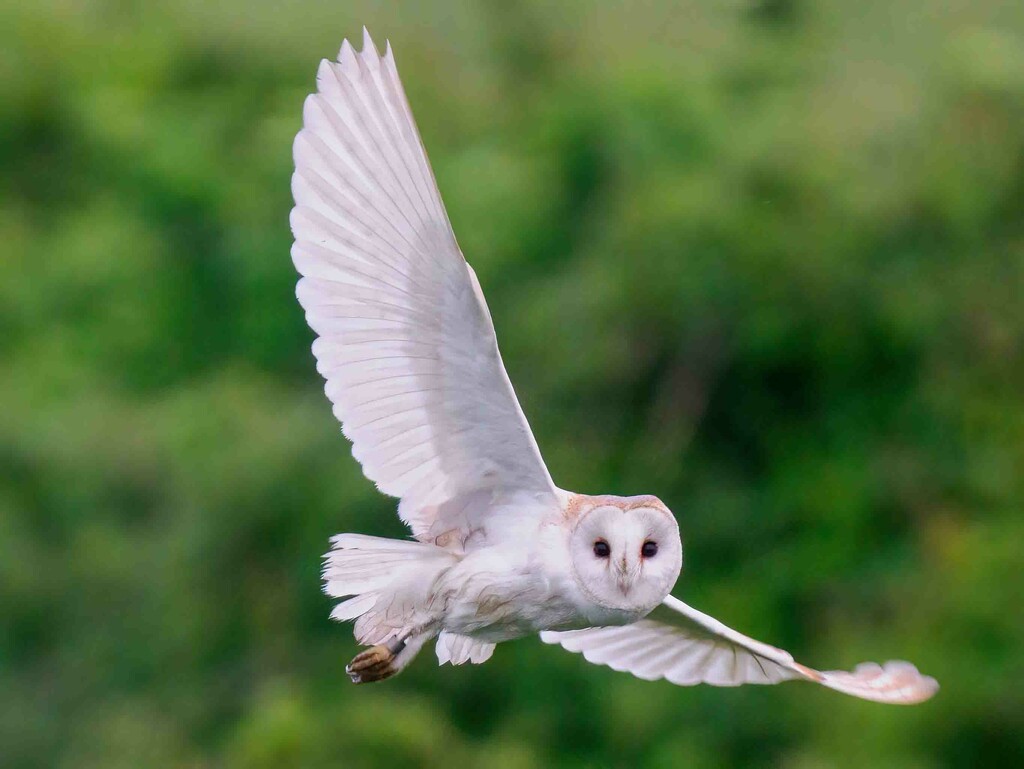  Barn Owl Fly by. by padlock