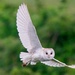  Barn Owl Fly by. by padlock