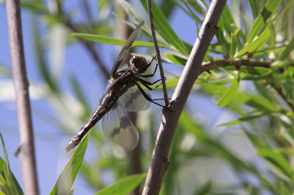 Perching dragonfly by pirish