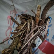 16th May 2024 - Collecting sticks for tonight's camp fire at guides