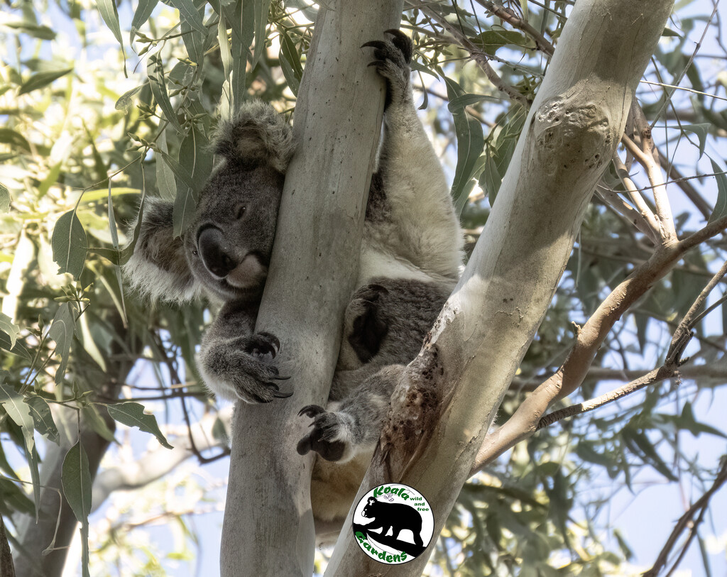 keep up Hope by koalagardens