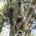 keep up Hope by koalagardens