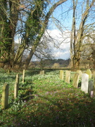 12th Feb 2024 - Snowdrops in the churchyard