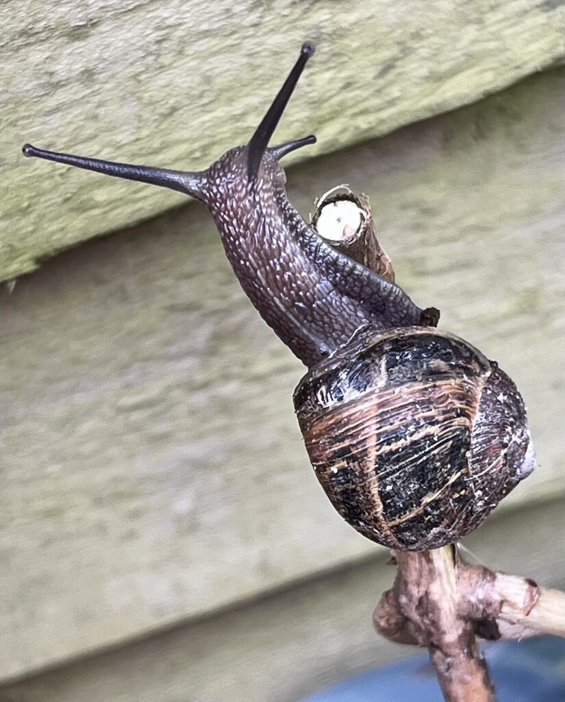 Snail escape  by denful