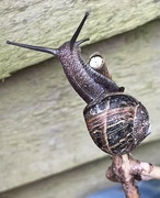 26th Apr 2024 - Snail escape 