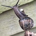 Snail escape  by denful
