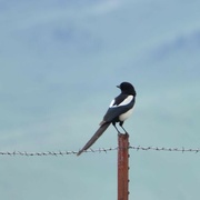 15th May 2024 - Magpie