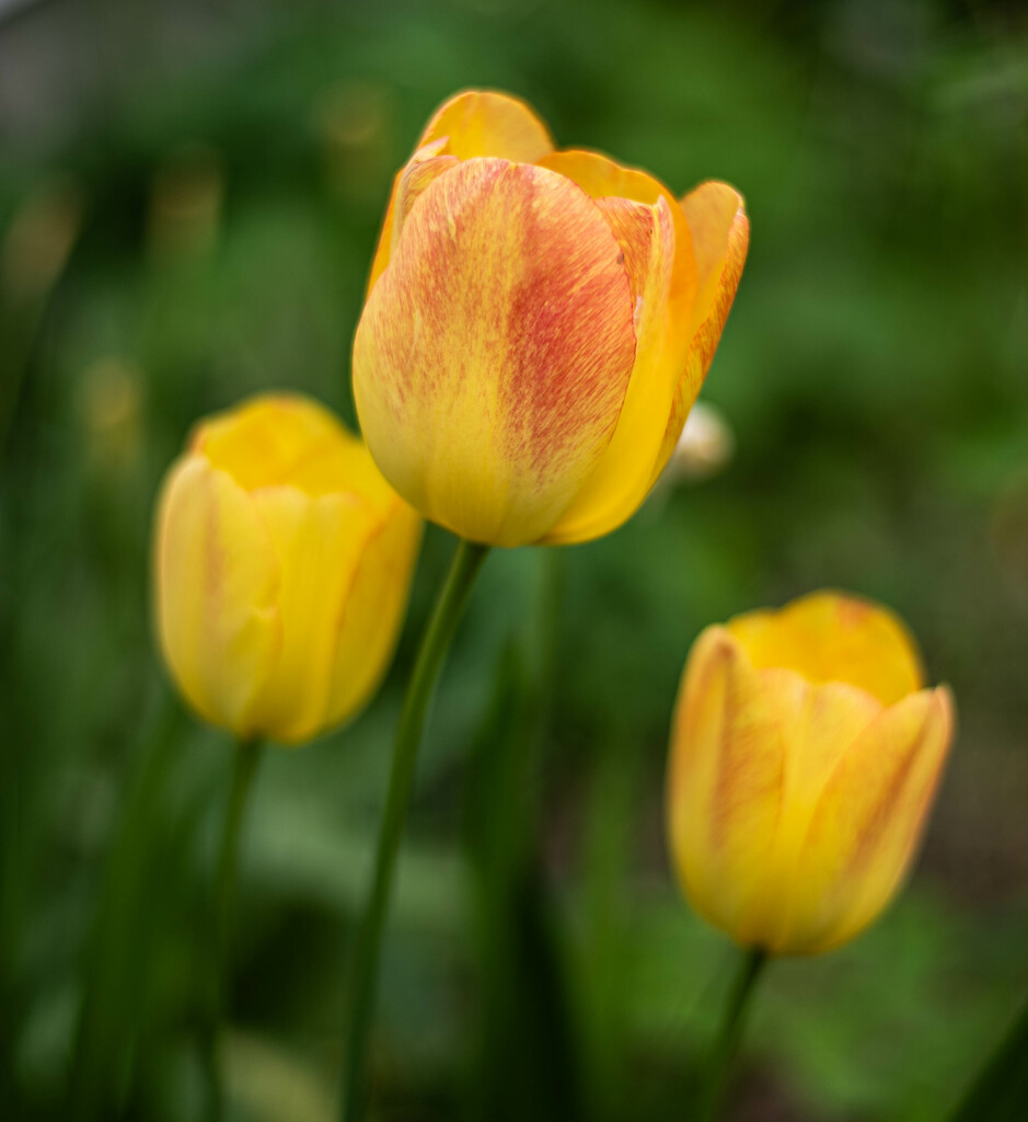 Tulips by darchibald