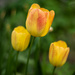 Tulips by darchibald