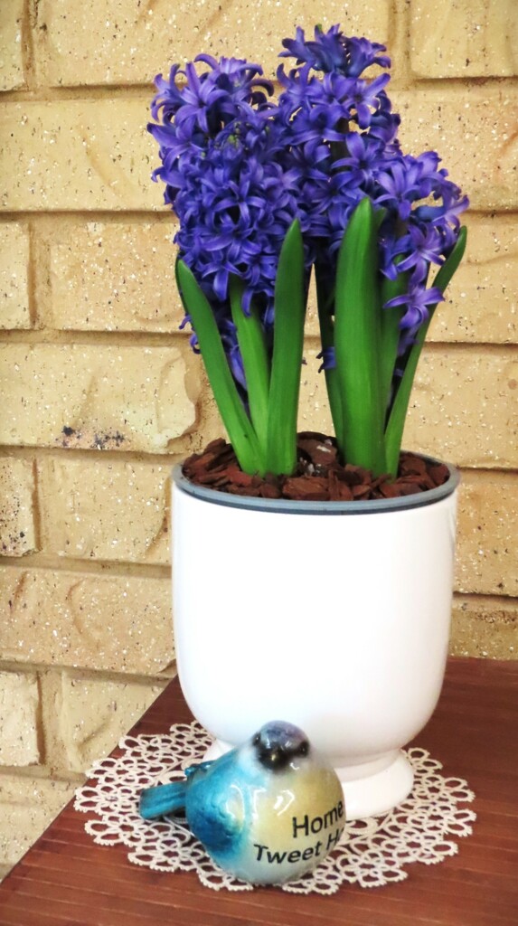  My First Hyacinth ~  by happysnaps