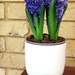  My First Hyacinth ~  by happysnaps