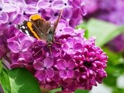 16th May 2024 - Red Admiral