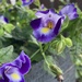 “Bluewings or Wishbone flower. by illinilass