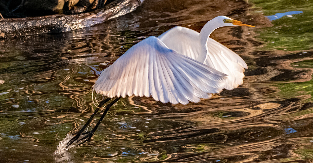 Egret Taking Off! by rickster549
