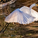Egret Taking Off! by rickster549
