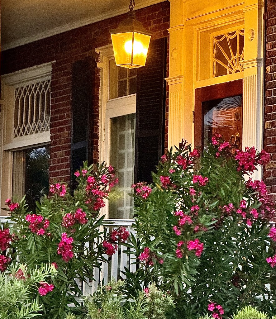 Oleander in bloom on a front porch in Charleston.  by congaree