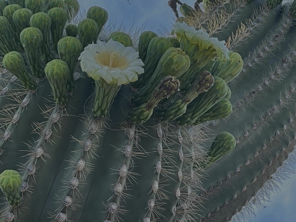 5 14 Saguaro flower and buds by sandlily